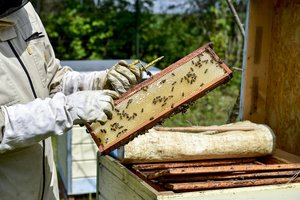 Bitės keliasi į miestus: ant pastatų stogų atsiras 25 nauji aviliai