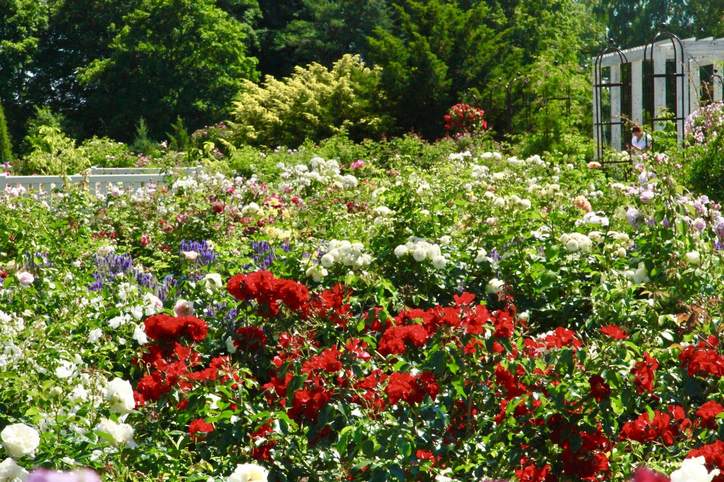 Vytauto Didžiojo universiteto Botanikos sode karščiai vienu metu pražydino tūkstančius rožių, iš viso daugiau kaip 1 700 krūmų.<br>VDU Botanikos sodo nuotr.