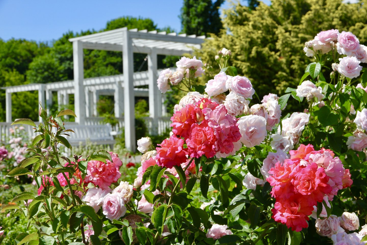 Vytauto Didžiojo universiteto Botanikos sode karščiai vienu metu pražydino tūkstančius rožių, iš viso daugiau kaip 1 700 krūmų.<br>VDU Botanikos sodo nuotr.