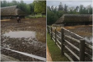 Tarnyba nustatė, kad Rumšiškių muziejuje arkliai laikomi netinkamomis sąlygomis