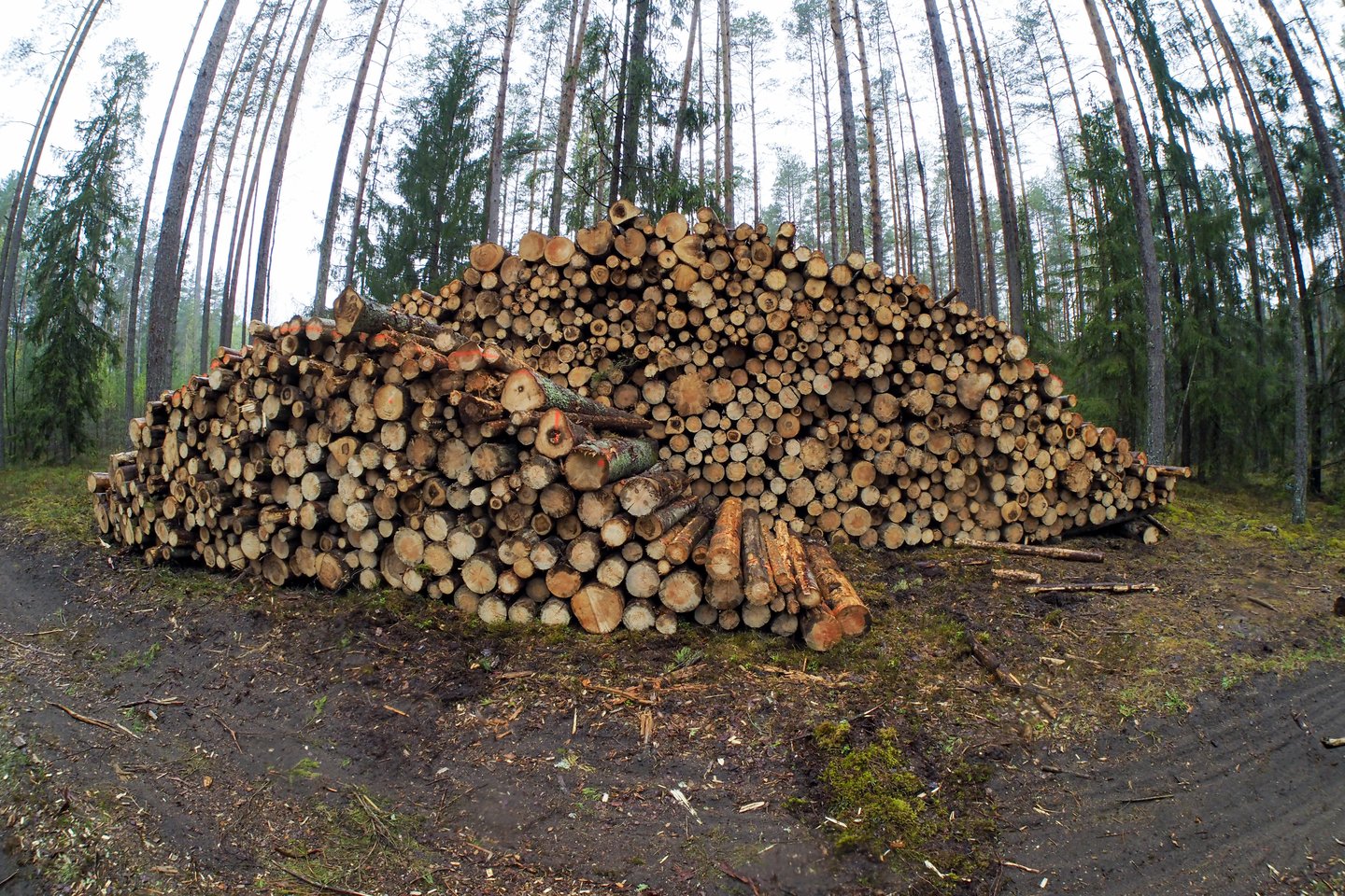 Pernai valstybinę medieną pirko daugiau kaip 350 įmonių.<br>V.Ščiavinsko nuotr.