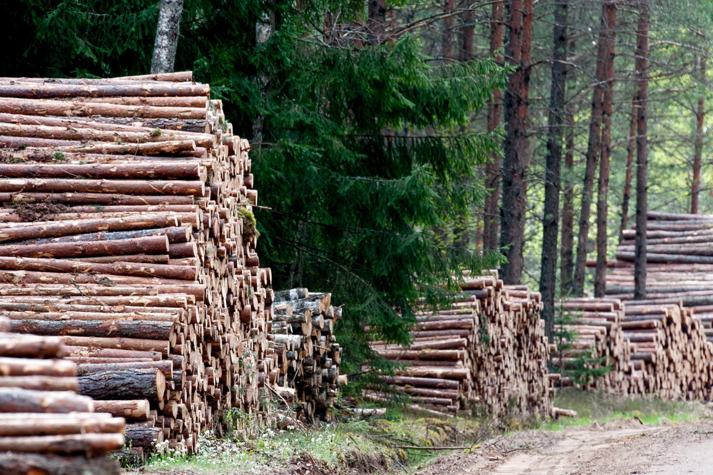 Pernai valstybinę medieną pirko daugiau kaip 350 įmonių.<br>V.Ščiavinsko nuotr.