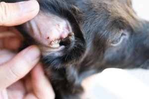 Pamiršote augintinį apsaugoti nuo erkių ir jos įsisiurbė? Štai ką pirmiausia turite daryti