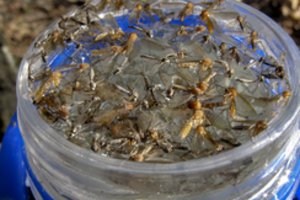 Uodų atakos: ar dar kas turi vilčių apsiginti nuo jų? Atsirado giriančiųjų naują būdą