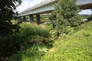 Nemuno pakrantės nuskustos, o Sosnovskio barščiai klesti net miestiečių lankomose vietose