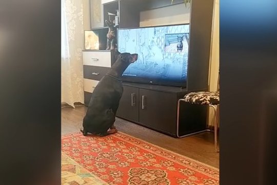 Kasdien to nepamatysi: keturkojis stebina savo pomėgiu