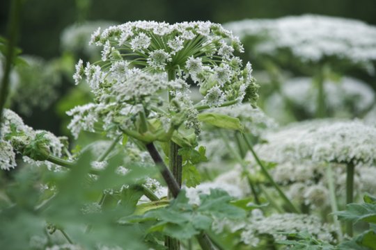 Lietuvoje intensyviai naikinamas Sosnovskio barštis: darbai vyksta didesnėje nei 255 ha teritorijoje