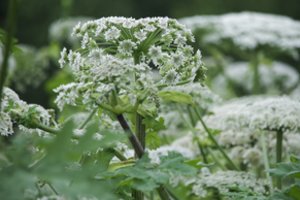 Lietuvoje intensyviai naikinamas Sosnovskio barštis: darbai vyksta didesnėje nei 255 ha teritorijoje