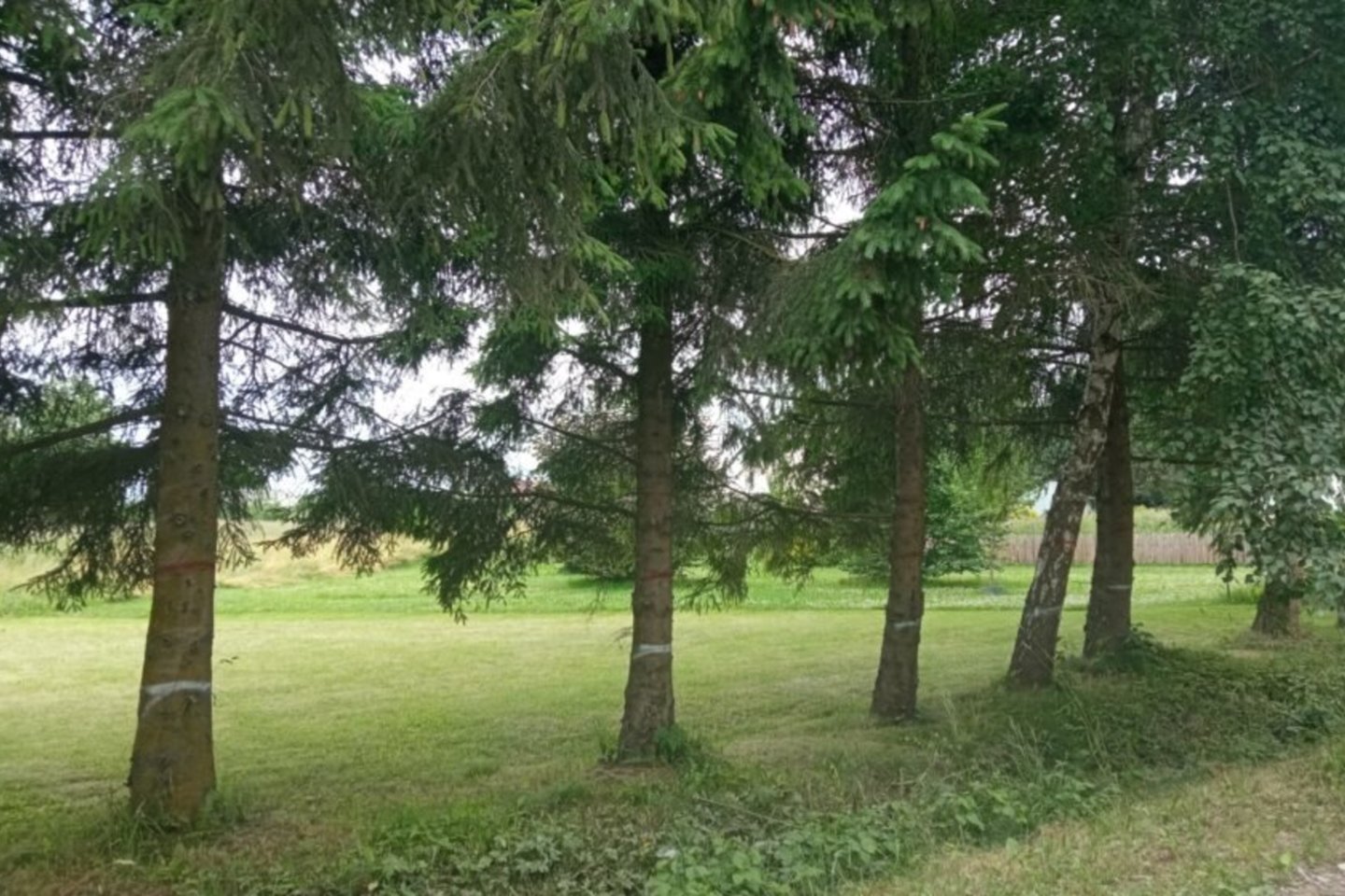 Kėdainių rajono savivaldybės teritorijoje vėl planuojamas medžių kirtimas.<br>D.Kuprijanovo nuotr.