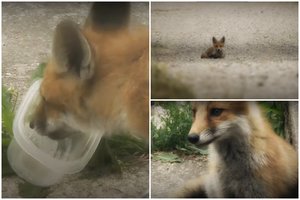 Lapiukas įsigudrino vogti kačių ėdalą: puotauja tiesiog gyventojų kieme