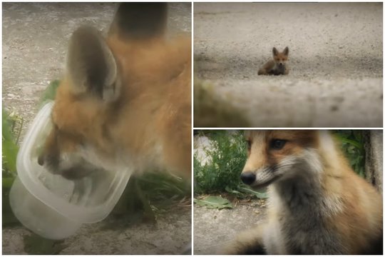 Lapiukas įsigudrino vogti kačių ėdalą: puotauja tiesiog gyventojų kieme