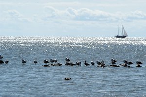 Festivalyje „Kuršių nerija“ – nuo edukacijos iki operos premjeros