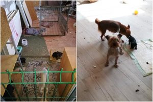 Pirkėjais apsimetę inspektoriai pričiupo daugintoją: šunelius nelegaliai veisė ir laikė nežmoniškomis sąlygomis