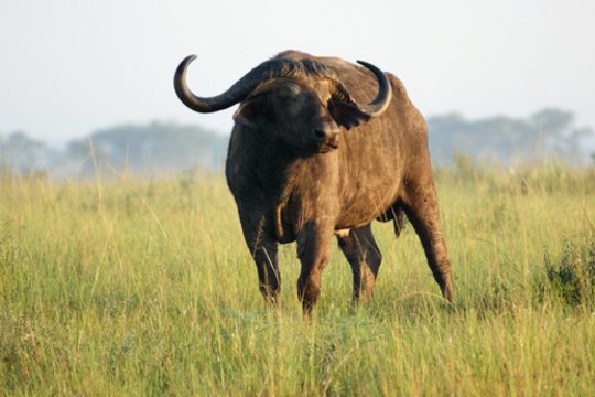Alkoholiu apsinuodiję buivolai išdavė juo nelegaliai prekiavusius šeimininkus