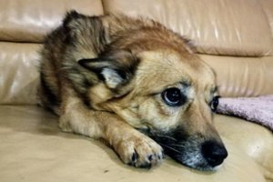 Kirviu savo šunį užkapojusiai joniškietei skirti viešieji darbai ir turės sumokėti 100 eurų