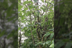 Netikėti atradimai: ant vieno medžio – dvi Lietuvoje naujos rūšys