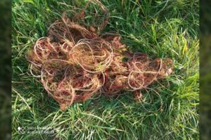 Aplinkosaugininkai suorganizavo sėkmingą pasalą: sulaikė tinklininką