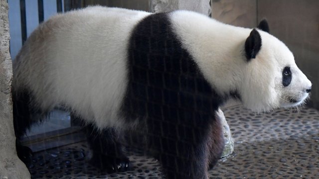 Kinija išbraukė didžiąsias pandas iš nykstančių gyvūnų sąrašo