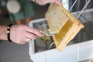 Ištyrė Vilniuje ant stogų bičių surinktą medų: rezultatai maloniai nustebino