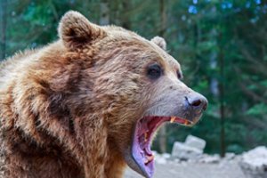 Montanoje nušautas moterį sudraskęs lokys