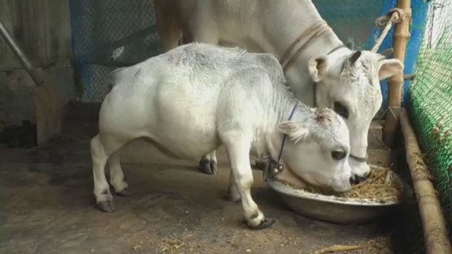 Nuostaba Bangladešo gyventojų akyse: skuba aplankyti mažiausia pasaulio karve laikomą gyvūną
