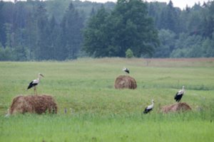 Pradedamos deklaruotų laukų patikros