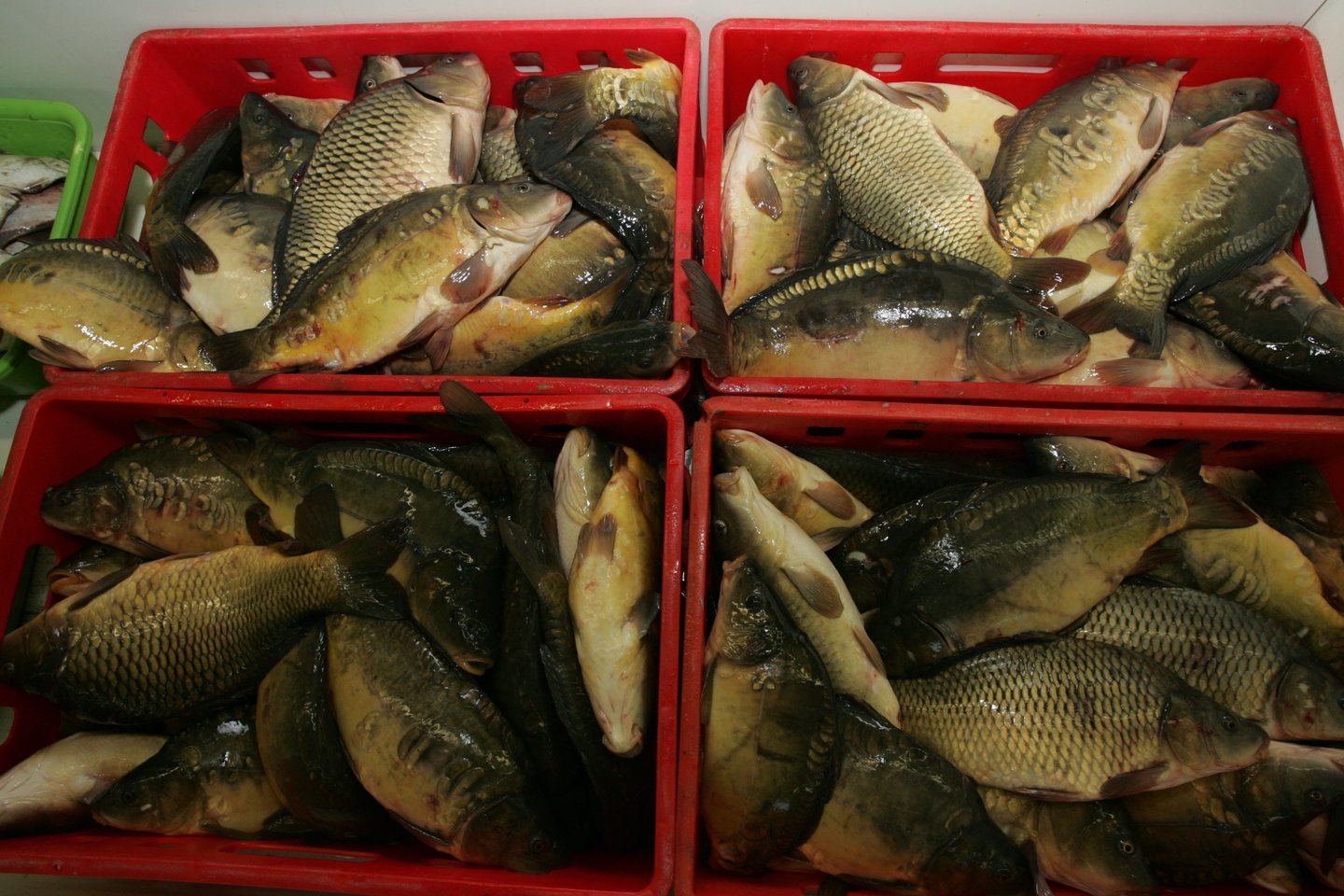 Kauno Girstupio turgus, žuvys, prekyba žuvimis, karpiai, gyva žuvis, verslas<br>M.Patašiaus nuotr.