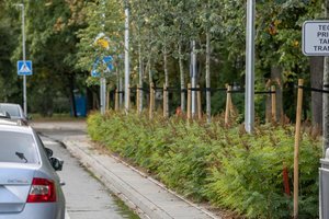Vilniaus medžių priežiūros politiką keičia profesionalai