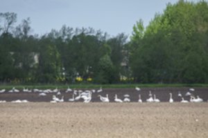 Siūloma ūkininkams kompensuoti laukinių paukščių padarytą žalą