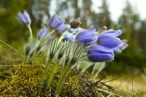 Svetimžemiai augalai – tik savo kiemui: pasodinus gamtoje gali grėsti baudos