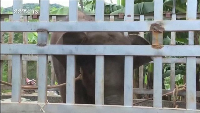 Dramatiški vaizdai: Kinijos pietvakariuose išgelbėtas sužeistas dramblio jauniklis