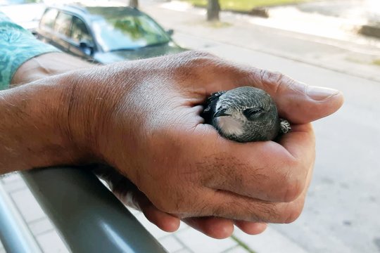 Neeilinė gelbėjimo operacija: gartraukyje blaškėsi čiurlys