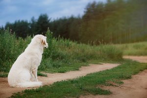 Pas kaimyną užsukęs radviliškietis pavogė pavedžioti pasikviestą veislinį šunį