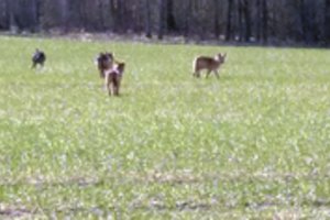 Ūkininką nustebino vilkų elgesys: smalsiai ėjo prie žmogaus