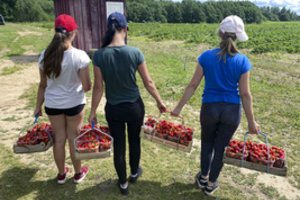 Kalbos tapo tikrove: Jungtinėje Karalystėje pūva derlius – niekas nesitikėjo, kad trūks tiek imigrantų