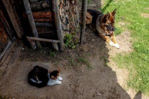 Daliai gyventojų nori kompensuoti augintinių ženklinimo išlaidas