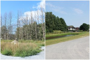 Prieš kurorte medžius naikinusius verslininkus stoję aplinkosaugininkai liko kvailio vietoje: niekadėjai net švirkštė nuodus