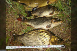 Mažos žuvelės, bet beveik auksinės: teks atlyginti nemažą žalą gamtai