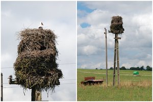 Gandras pasistatė įspūdingą „daugiaaukštį“: toks lizdas gali sverti ir 1,5 tonos