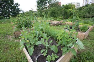 Patarė, į ką atkreipti dėmesį renkantis sklypą: kuriuo metu jo geriau net negalvoti įsigyti
