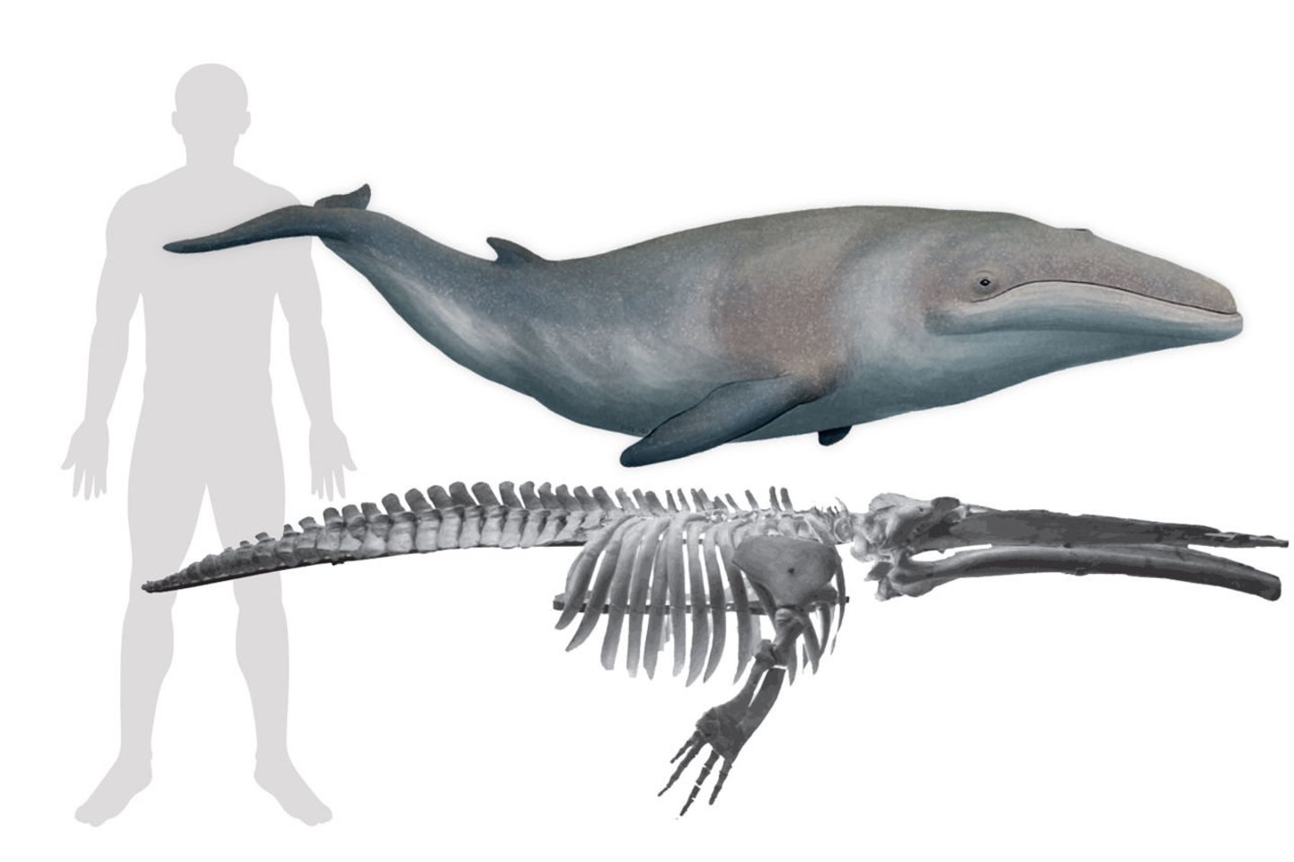  Paratečio jūra buvo daugiau niekur nerandamų rūšių namais, tarp kurių ir Cetotherium riabinini (žmogus šalia pavaizduotas dėl mastelio) - mažiausių pasaulyje fosilinių banginių.<br> Wikimedia commons