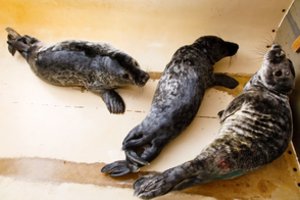 Jūrų muziejų paliks pirmieji jau pasveikę ruoniukai