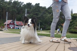 Tarnyba primena: mažiau nei metai lieka suženklinti gyvūnus augintinius