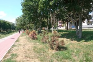 Alinančių karščių ir sausros neatlaikė: Kėdainiuose teks atsodinti dalį medelių