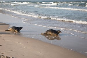 Pirmieji šiemet Lietuvoje išgydyti ruoniukai – jau Baltijos jūroje