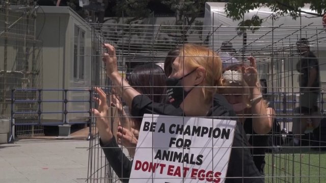 Japonijoje gyvūnų teisių protestuotojai užsidarė narvuose: skanduoja „nevalgykite kiaušinių“ 