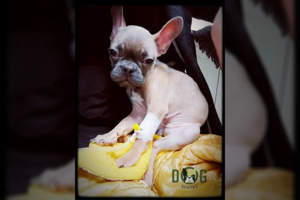 Pragarą pas Jonavos veisėją išgyvenusiems 38 šuneliams atgal grįžti nereikės: teismas padidino ir baudą