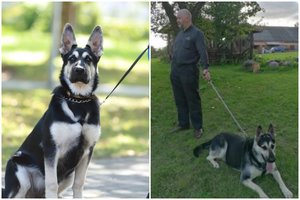 Dingęs Miroslavo klebono šuo atsirado keistomis aplinkybėmis: veislinių šunų augintojai apylinkėse nerimauja