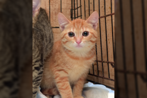 Klaipėdietė „Nuaro“ darbuotojus apkaltino katės vagyste