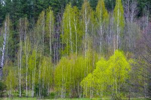 ES parama – puiki pagalba miškininkams, prisidedantiems prie ekosistemų išsaugojimo